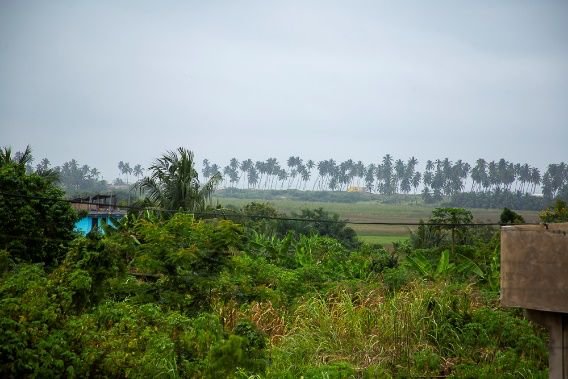 Green coastal landscape near Dzidzor (Joy) Hostel